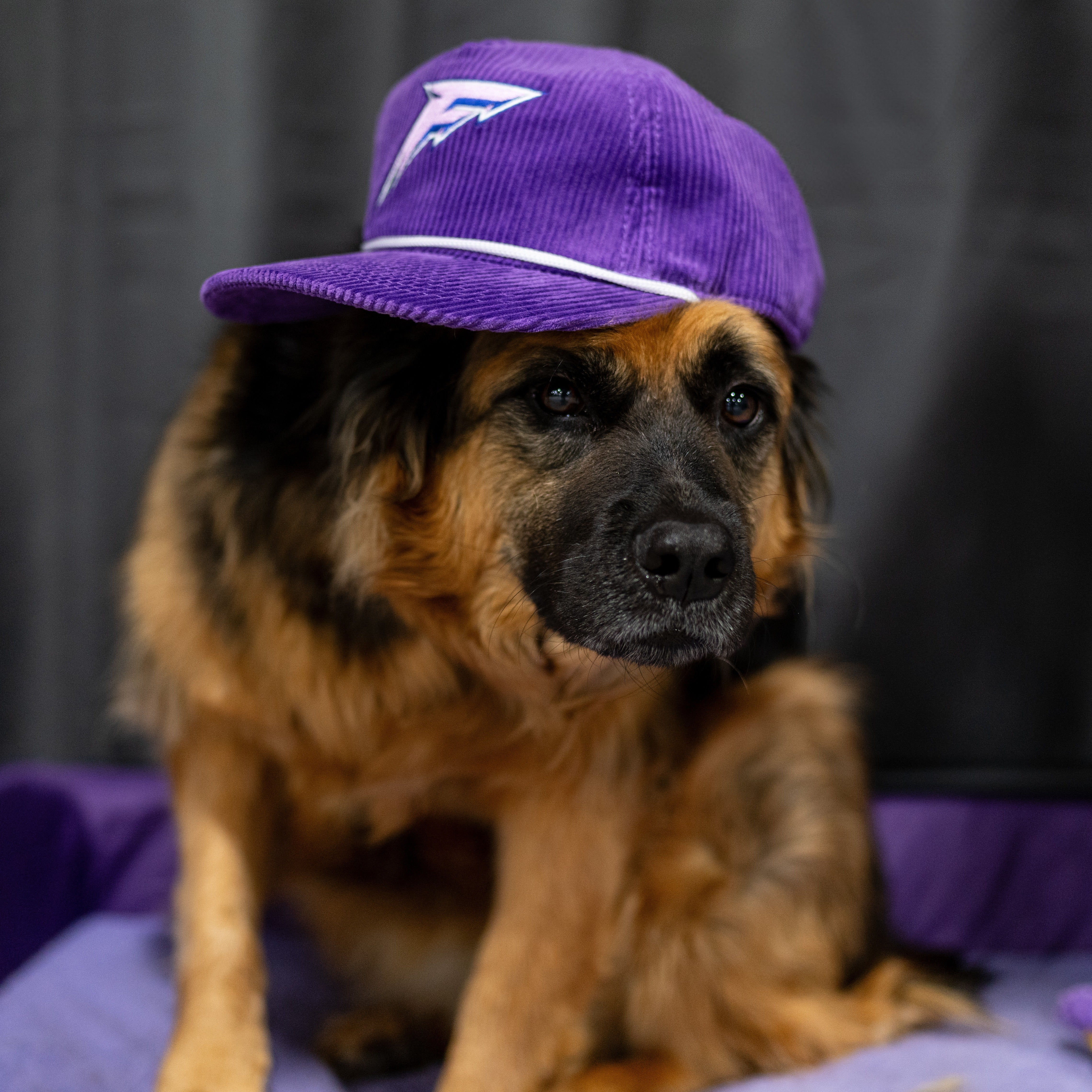 Minnesota Frost Adult Celly Logo Corduroy Hat - Hat in Purple