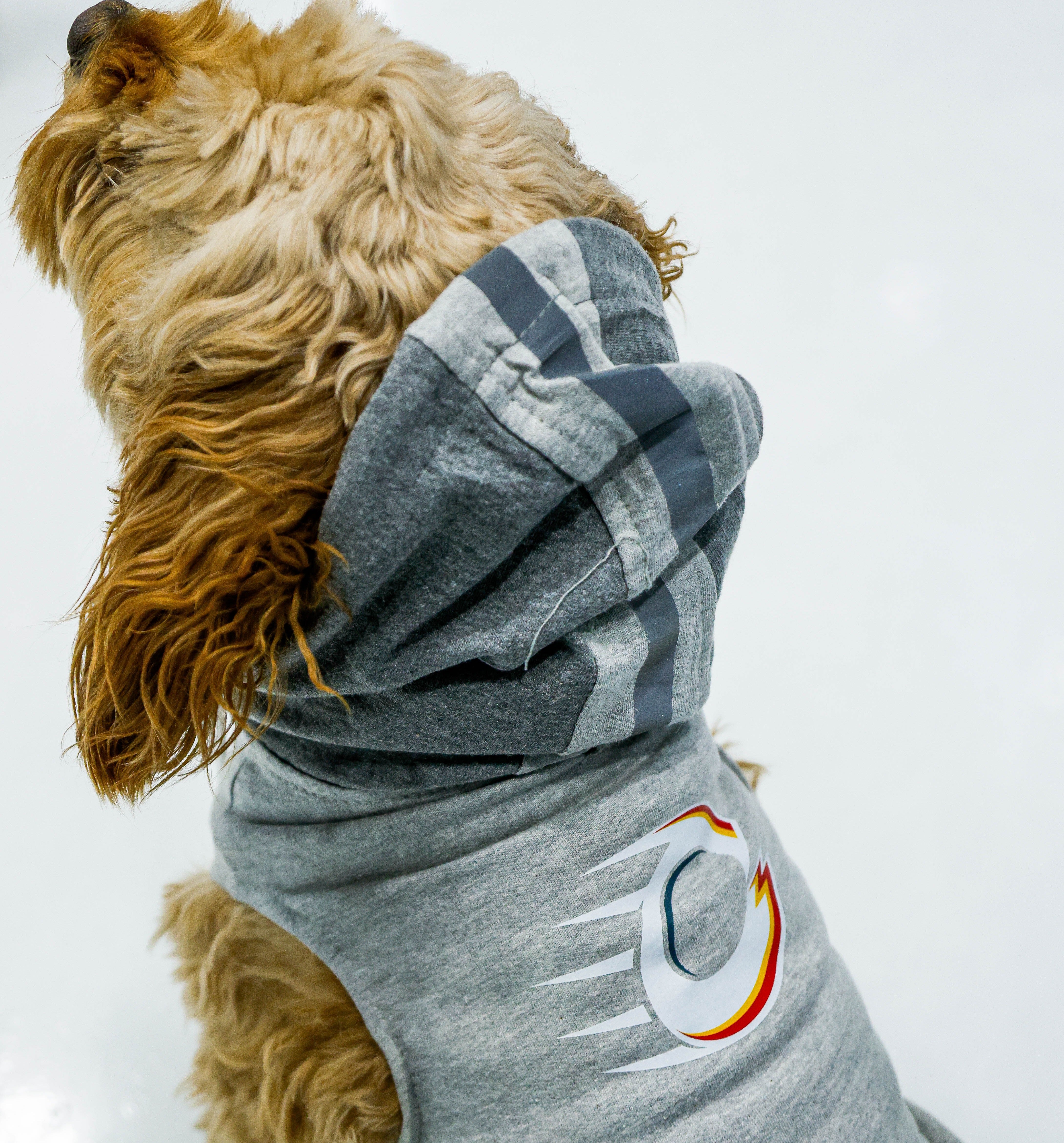 Ottawa Charge Pet Hooded Crewneck - Pet in Gray