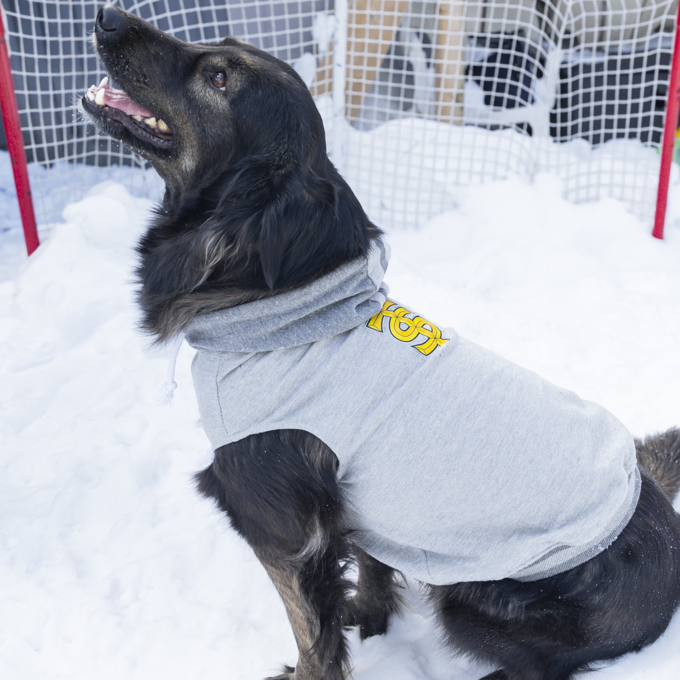 Toronto Sceptres Pet Hooded Crewneck - Pet in Gray