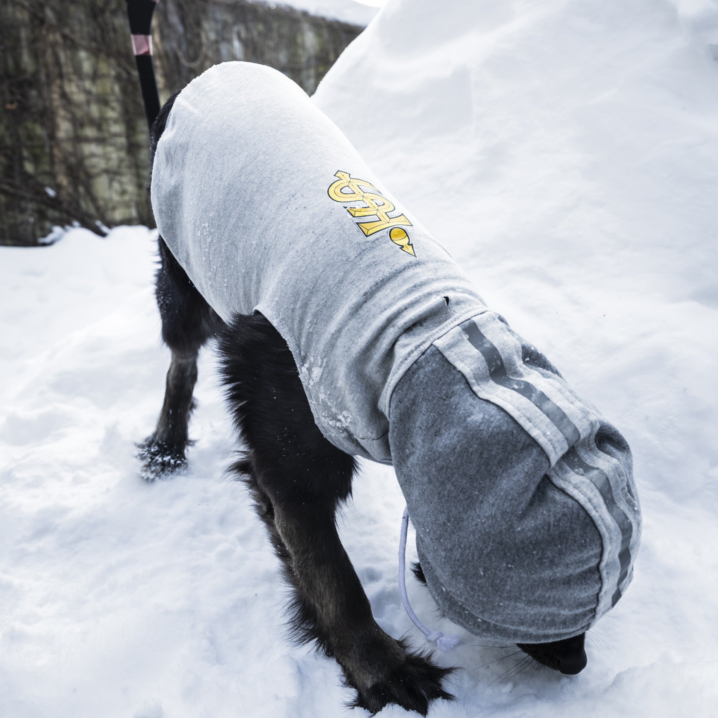 Toronto Sceptres Pet Hooded Crewneck - Pet in Gray